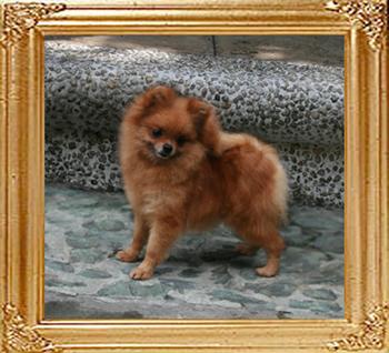 Hadwig_of_Kuo_Lung_Lin_Kennel_48038.jpg