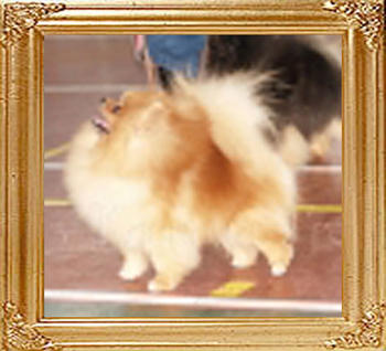 Janesas_Touch_Of_Elegance_Rus_Ch_47792.jpg