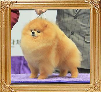 Jinka_of_Morning_Sun_Kennel_1971r.jpg
