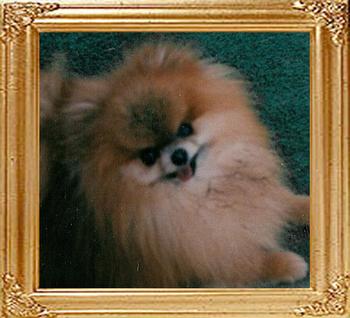 LLL_Dazzlin_Gold_Mike_13094.jpg