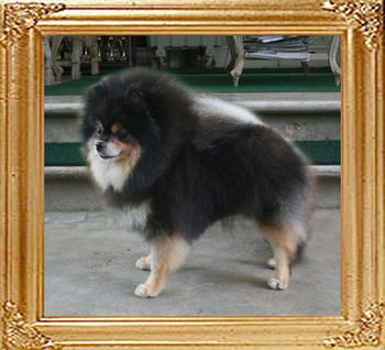 Lady_of_Royalegene_Kennel_5.83lbs_4yr_2mo_7182.jpg