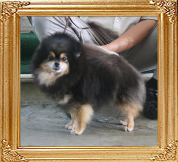 Lady_of_Royalgene_Kennel_900250000071411_4yr_6mo_368lbs_1222.jpg
