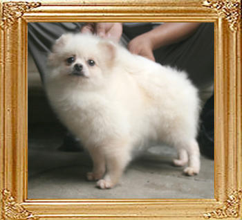 Linda_of_Ming_Dog_House_900138000627963_4yr_5mo_4444_Extend_EarCoat.jpg