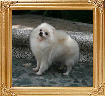 Mona_of_Ming_Dog_House_48090.jpg