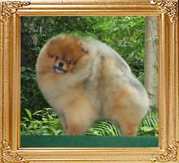 Mountain_Crest_Man_of_Steel_1yr_8mo_5lbs_2nd.jpg