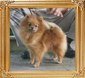 Mountain_Crest_Southern_Belle_1yr_4mo_5.28lbs_9560000003223520_1339.jpg