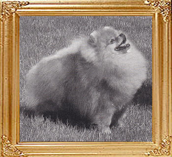 None_Such_Tough_Guy_42048.jpg