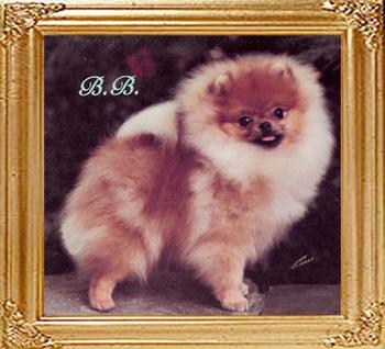 Pixies_Buttons-N-Bows_Ch_38059.jpg