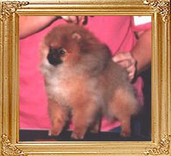 Shy_Acres_Pom_Thumb_V_Jeribeth_17845.jpg