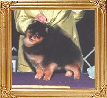 Southlands_Black_Tie_N_Tails_39716.jpg