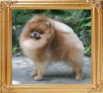 Starfires_Bling_Bling_5.5lbs_5yrs_8mo_3wks_0193_FINAL.jpg
