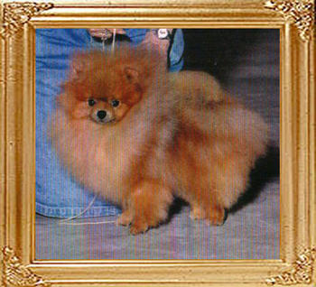 Sungolds_Darlin_Ch_39981.jpg