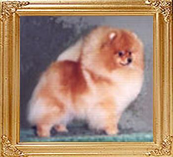 Sunterra_Supermodel_Am_Can_Ch_18868.jpg