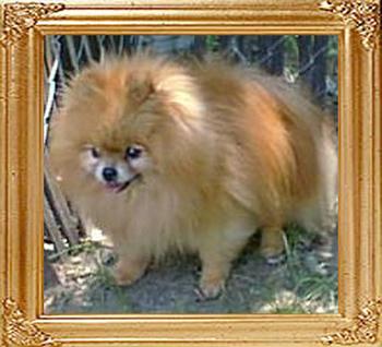Tia-Lings_Dream_Maker_Am_Ch_9865.jpg