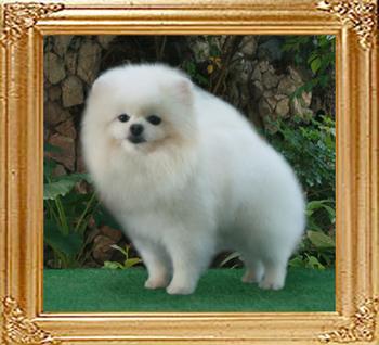 Tonghey_M_6yrs_5mo.jpg