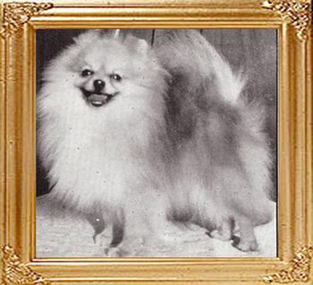 Van_Hoozers_Lucky_Dandy_Kitch_Ch_10676.jpg