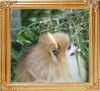 Windy_Hill_Mite-E-_Might_Acts_Up_10696.jpg