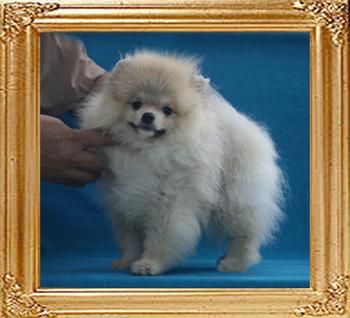 Yingyang_Barley_Bailey_3mo_3wk_3.3lbs_3552.jpg
