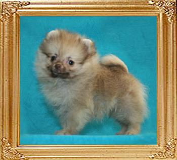 Yingyang_Beaver_Tradition_2mo_1wk_1.1lbs.jpg