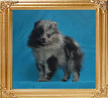 Yingyang_Billie_Jean_1.6lbs_2mo_3wk_49527.jpg