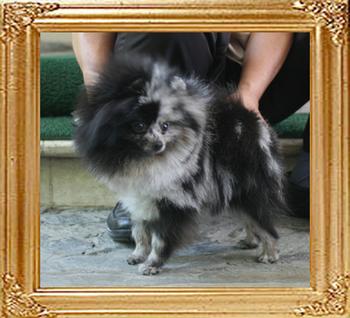 Yingyang_Billie_Jean_1yr_10mon__2.2lbs_6310.jpg