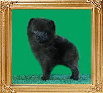 Yingyang_Black_Eclipse_2mo_1.5_lbs.jpg