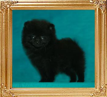 Yingyang_Black_Fish_2mo_1.5lbs.jpg