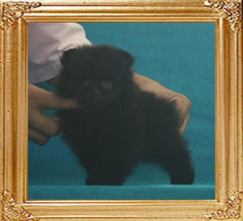 Yingyang_Black_Gizelle_1.1lbs_2mo_2wk_P6-6_7414.jpg