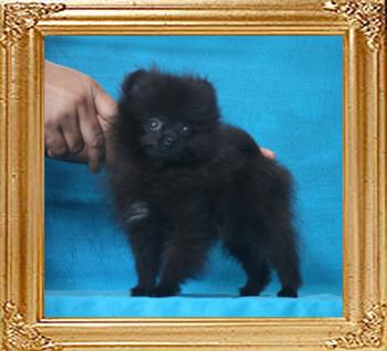 Yingyang_Black_Gunard_2mo_3wk_1.8lbs_P6-6_8914.jpg