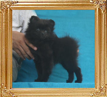 Yingyang_Black_Mesura_2.86lbs_P6-6_2mo_1wk_6006.jpg