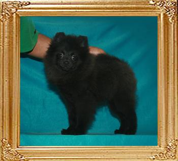 Yingyang_Black_Robin_3mo_3wk_4lbs_47639.jpg
