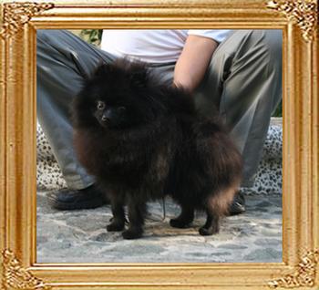 Yingyang_Black_Tweet_1424.jpg