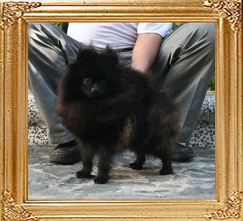 Yingyang_Black_Tweet_1429.jpg