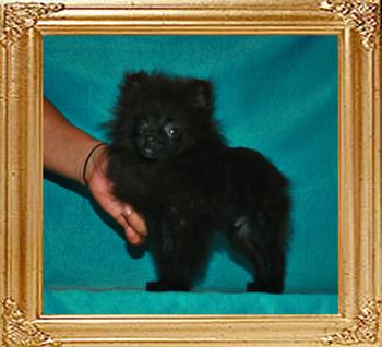 Yingyang_Black_Tweet_3mo_2wk_1.9lbs_47644.jpg