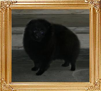 Yingyang_Black_Widow_1yr_5mo_47622.jpg