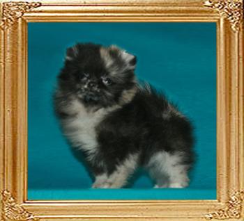 1.3lbs at 2months Yingyang_Blue_Angel_2mo_1.3lbs_47271.jpg