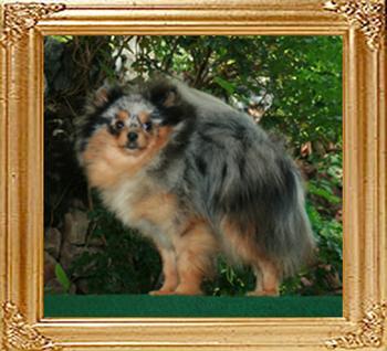 Yingyang_Blue_Frost_1yr_1mo_5.5lbs_Final_Picture.jpg