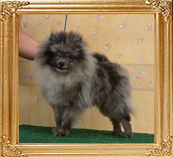 Yingyang_Blue_Ocean_5mos_3wks_4.7lbs_0706.jpg