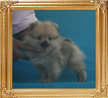 Yingyang_Born_To_Be_Sweet_1.65lbs_2mo_3wk_P6-6_7721.jpg