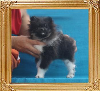 Yingyang_Cache_For_Fun_2.86lbs_5mo_P6-6.jpg