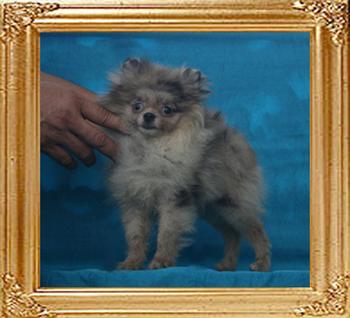 Yingyang_Calico_Nights_2.2lbs_5mo_P6-6_1697.jpg