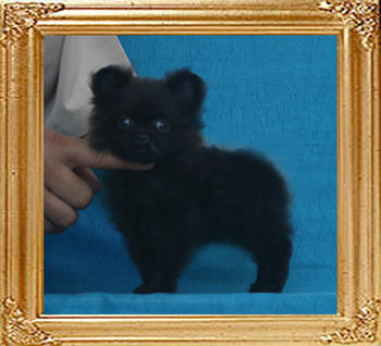 Yingyang_Capucine_1.32lbs_2mo_P6-5_0407.jpg