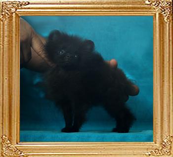 Yingyang_Charles_Wood_3mo_3wk_1.6lbs_P6-6_9137_1.jpg