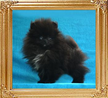 Yingyang_Chiquita_Black_1.1lbs_2mo_3wk_2657.jpg
