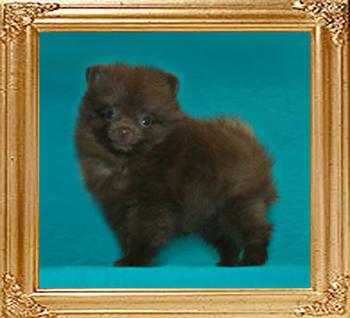 Yingyang_Chocolate_Kisses_1mo_3wk_1.1lbs_47278.jpg