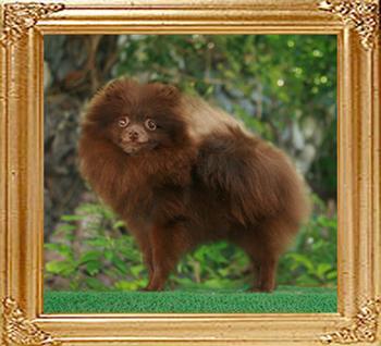 Yingyang_Chocolate_Kisses_5057_10mo_4lbs_20cm_6-4_47278.jpg