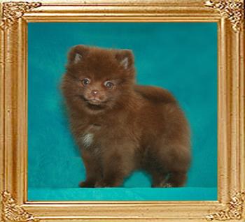 1.98lbs at 2months 1week Yingyang_Chocolate_Malteser_2mo_1wk_1.98lbs.jpg.jpg