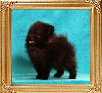 Yingyang_Cohen_2mos_0.9lb_framed.jpg