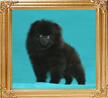 Yingyang_Cressida_of_Canton_1.7lbs_at_2mo_3wk__47427.jpg