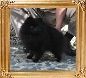 Yingyang_Dahliana_of_Canton_21lbs_2yr_2mo_8728_.jpg